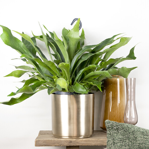 BLOOMIQUE - Platycerium bifurcatum - Corne d’élan - Plantes d’intérieur - Plantes suspendues - H. 30-40 cm - large