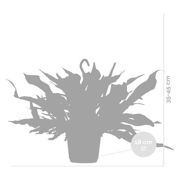 BLOOMIQUE - Platycerium bifurcatum - Corne d’élan - Plantes d’intérieur - Plantes suspendues - H. 30-40 cm - large