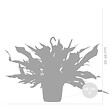 BLOOMIQUE - Platycerium bifurcatum - Corne d’élan - Plantes d’intérieur - Plantes suspendues - H. 30-40 cm - vignette