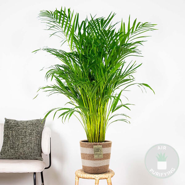BLOOMIQUE - Dypsis Lutescens - Palmier Areca - Plante d’intérieur - Dépolluante - H. 100-110 cm - large