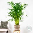 BLOOMIQUE - Dypsis Lutescens - Palmier Areca - Plante d’intérieur - Dépolluante - H. 100-110 cm - vignette