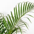 BLOOMIQUE - Dypsis Lutescens - Palmier Areca - Plante d’intérieur - Dépolluante - H. 100-110 cm - vignette