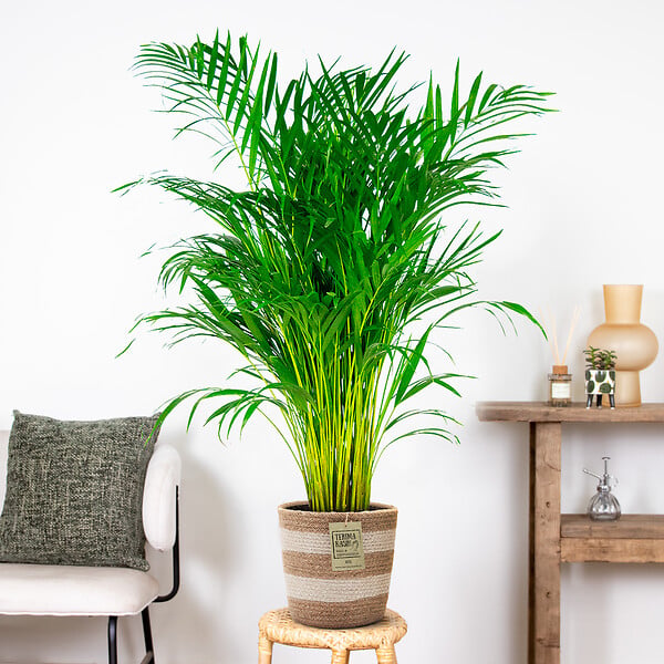 BLOOMIQUE - Dypsis Lutescens - Palmier Areca - Plante d’intérieur - Dépolluante - H. 100-110 cm - large