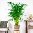 BLOOMIQUE - Dypsis Lutescens - Palmier Areca - Plante d’intérieur - Dépolluante - H. 100-110 cm - vignette
