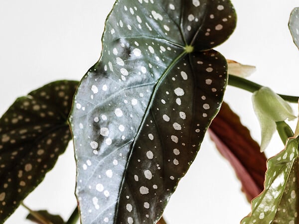 BLOOMIQUE - Lot de 2 - Begonia Maculata - Bégonia à pois - Plante à pois - H. 20-30 cm - P. 12 cm - large