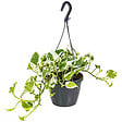 BLOOMIQUE - Scindapsus N-Joy - Lierre du Diable - Plante suspendue - H. 20-30 cm - P. 15 cm - vignette