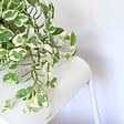 BLOOMIQUE - Scindapsus N-Joy - Lierre du Diable - Plante suspendue - H. 20-30 cm - P. 15 cm - vignette
