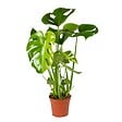 BLOOMIQUE - Monstera Deliciosa - Monstera - Dépolluante - Facile à entretenir - Hauteur 50-60 cm - Pot 17 cm - vignette