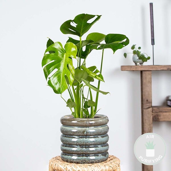 BLOOMIQUE - Monstera Deliciosa - Monstera - Dépolluante - Facile à entretenir - Hauteur 50-60 cm - Pot 17 cm - large