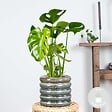 BLOOMIQUE - Monstera Deliciosa - Monstera - Dépolluante - Facile à entretenir - Hauteur 50-60 cm - Pot 17 cm - vignette