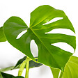 BLOOMIQUE - Monstera Deliciosa - Monstera - Dépolluante - Facile à entretenir - Hauteur 50-60 cm - Pot 17 cm - vignette