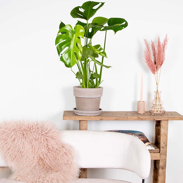 BLOOMIQUE - Monstera Deliciosa - Monstera - Dépolluante - Facile à entretenir - Hauteur 50-60 cm - Pot 17 cm - large