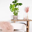BLOOMIQUE - Monstera Deliciosa - Monstera - Dépolluante - Facile à entretenir - Hauteur 50-60 cm - Pot 17 cm - vignette