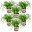 BLOOMIQUE - Lot de 6 - Cyperus zumula - Herbe à chat - Plante d’intérieur - H. 20-30 cm - P. 12 cm - vignette