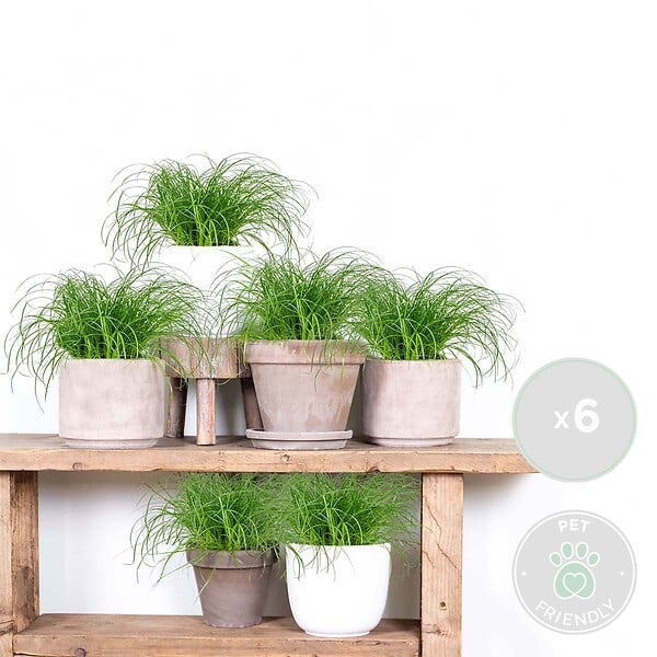 BLOOMIQUE - Lot de 6 - Cyperus zumula - Herbe à chat - Plante d’intérieur - H. 20-30 cm - P. 12 cm - large