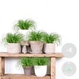 BLOOMIQUE - Lot de 6 - Cyperus zumula - Herbe à chat - Plante d’intérieur - H. 20-30 cm - P. 12 cm - vignette