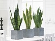 BLOOMIQUE - Lot de 2 - Sansevieria 'Laurentii' XL - Langue de belle-mère - Succulente - H. 55-65 cm - vignette