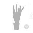 BLOOMIQUE - Lot de 2 - Sansevieria 'Laurentii' XL - Langue de belle-mère - Succulente - H. 55-65 cm - vignette