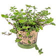 BLOOMIQUE - Callisia repens - Plante tortue - Comestible pour animaux - H. 40-50 cm - P. 15 cm - vignette