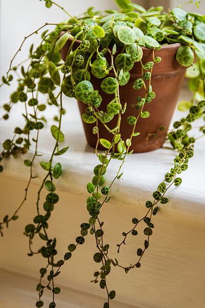 BLOOMIQUE - Callisia repens - Plante tortue - Comestible pour animaux - H. 40-50 cm - P. 15 cm - large
