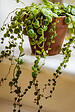 BLOOMIQUE - Callisia repens - Plante tortue - Comestible pour animaux - H. 40-50 cm - P. 15 cm - vignette