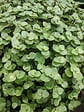 BLOOMIQUE - Callisia repens - Plante tortue - Comestible pour animaux - H. 40-50 cm - P. 15 cm - vignette