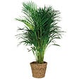 BLOOMIQUE - Dypsis Lutescens - Palmier Areca - Plante d’intérieur - Dépolluante - H. 100-110 cm - vignette