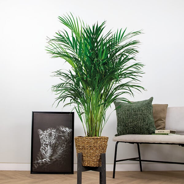 BLOOMIQUE - Dypsis Lutescens - Palmier Areca - Plante d’intérieur - Dépolluante - H. 100-110 cm - large