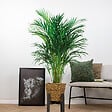 BLOOMIQUE - Dypsis Lutescens - Palmier Areca - Plante d’intérieur - Dépolluante - H. 100-110 cm - vignette