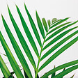 BLOOMIQUE - Dypsis Lutescens - Palmier Areca - Plante d’intérieur - Dépolluante - H. 100-110 cm - vignette