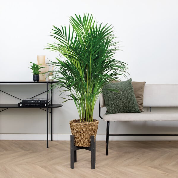 BLOOMIQUE - Dypsis Lutescens - Palmier Areca - Plante d’intérieur - Dépolluante - H. 100-110 cm - large