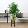 BLOOMIQUE - Dypsis Lutescens - Palmier Areca - Plante d’intérieur - Dépolluante - H. 100-110 cm - vignette