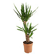 BLOOMIQUE - Yucca Elephantipes - Yucca - Plante d’intérieur - Dépolluante - H. 80-100 cm - P. 21 cm - vignette