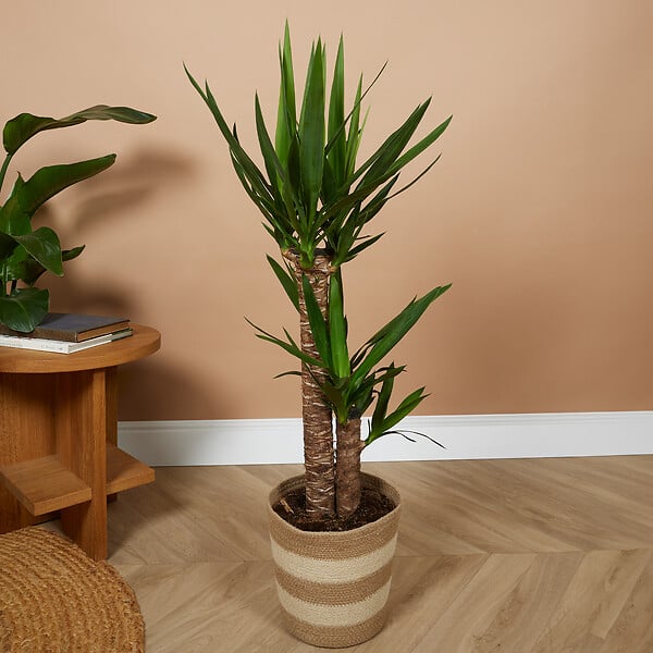 BLOOMIQUE - Yucca Elephantipes - Yucca - Plante d’intérieur - Dépolluante - H. 80-100 cm - P. 21 cm - large