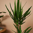 BLOOMIQUE - Yucca Elephantipes - Yucca - Plante d’intérieur - Dépolluante - H. 80-100 cm - P. 21 cm - vignette
