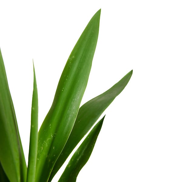 BLOOMIQUE - Yucca Elephantipes - Yucca - Plante d’intérieur - Dépolluante - H. 80-100 cm - P. 21 cm - large