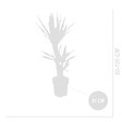 BLOOMIQUE - Yucca Elephantipes - Yucca - Plante d’intérieur - Dépolluante - H. 80-100 cm - P. 21 cm - vignette