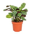 BLOOMIQUE - Ctenanthe Burle-Marxii - Plante de prière - Plante d’intérieur - H. 20-30 cm - P. 12 cm - vignette