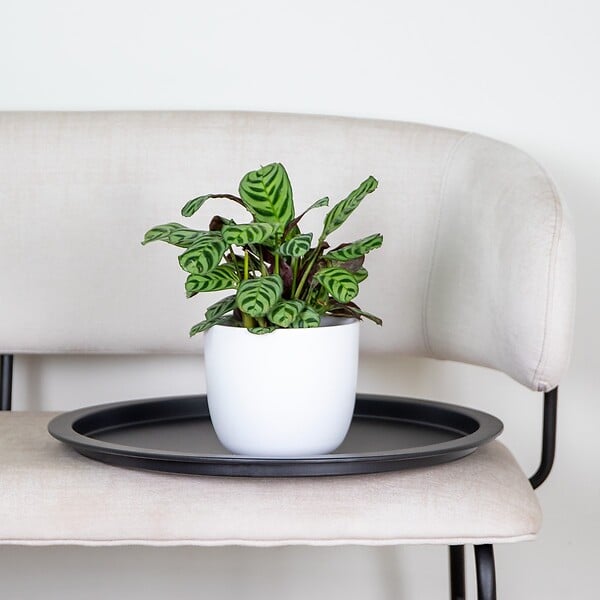 BLOOMIQUE - Ctenanthe Burle-Marxii - Plante de prière - Plante d’intérieur - H. 20-30 cm - P. 12 cm - large