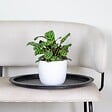 BLOOMIQUE - Ctenanthe Burle-Marxii - Plante de prière - Plante d’intérieur - H. 20-30 cm - P. 12 cm - vignette