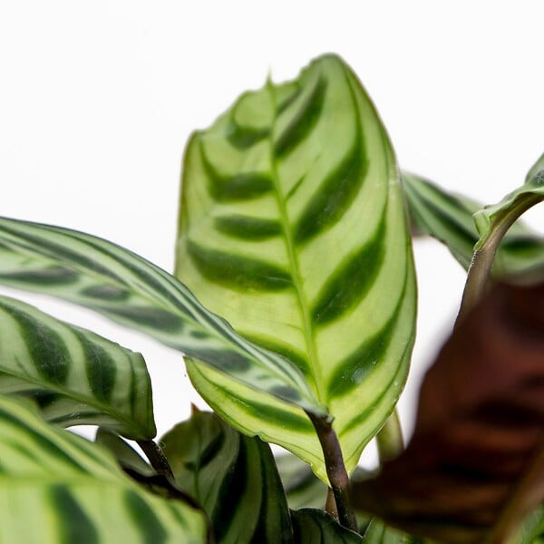 BLOOMIQUE - Ctenanthe Burle-Marxii - Plante de prière - Plante d’intérieur - H. 20-30 cm - P. 12 cm - large