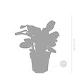 BLOOMIQUE - Ctenanthe Burle-Marxii - Plante de prière - Plante d’intérieur - H. 20-30 cm - P. 12 cm - vignette