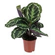 BLOOMIQUE - Calathea Medallion - Plante paon - Plante d’intérieur - Dépolluante - H. 40-50 cm - P. 14 cm - vignette