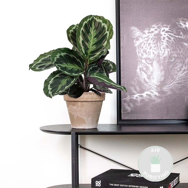 BLOOMIQUE - Calathea Medallion - Plante paon - Plante d’intérieur - Dépolluante - H. 40-50 cm - P. 14 cm - large