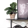 BLOOMIQUE - Calathea Medallion - Plante paon - Plante d’intérieur - Dépolluante - H. 40-50 cm - P. 14 cm - vignette