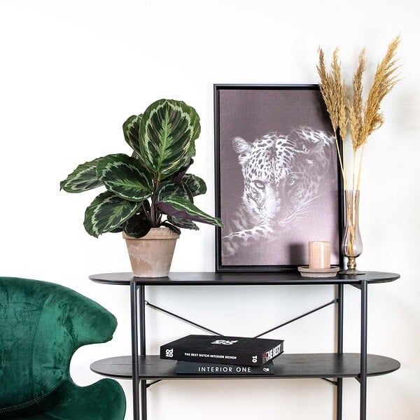 BLOOMIQUE - Calathea Medallion - Plante paon - Plante d’intérieur - Dépolluante - H. 40-50 cm - P. 14 cm - large