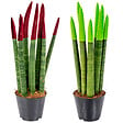 BLOOMIQUE - Lot de 2 - Sansevieria Velvet Touch - Langue de belle-mère - H. 20-30 cm - P. 9 cm - vignette