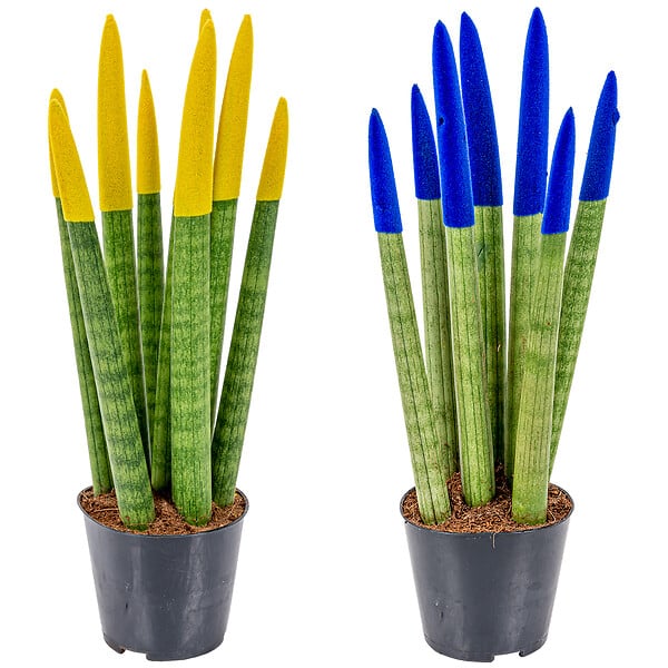 BLOOMIQUE - Lot de 2 - Sansevieria Velvet Touch - Langue de belle-mère - H. 20-30 cm - P. 9 cm - large