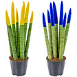 BLOOMIQUE - Lot de 2 - Sansevieria Velvet Touch - Langue de belle-mère - H. 20-30 cm - P. 9 cm - vignette