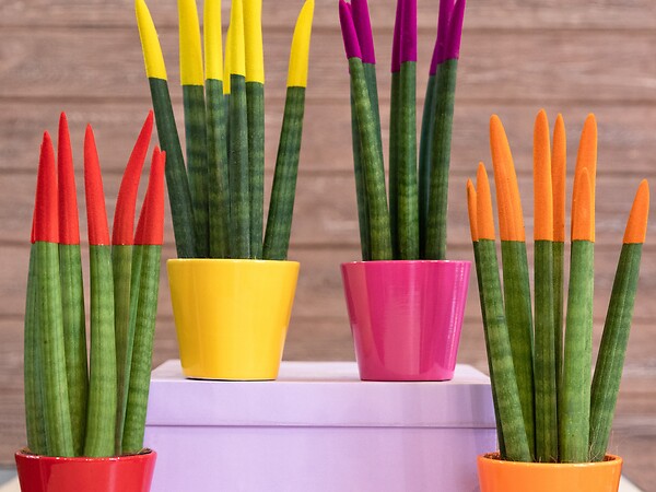 BLOOMIQUE - Lot de 2 - Sansevieria Velvet Touch - Langue de belle-mère - H. 20-30 cm - P. 9 cm - large